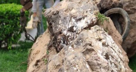 Pesquisadores encontram troncos fósseis de até 3 toneladas na Chapada do Araripe
