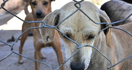 Sancionada lei que proíbe sacrifício de cães e gatos saudáveis