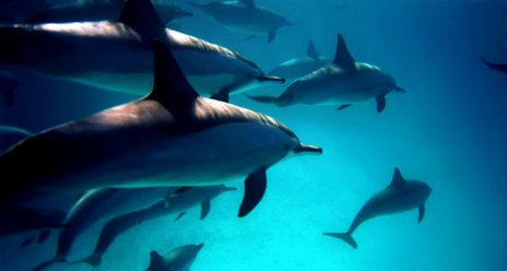 Dia Mundial dos Oceanos
